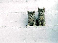 Gatti (158)